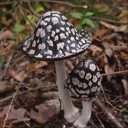 Coprin pie,
Coprinus Picaceus,
Chambolle-Musigny Coprin pie,
Coprinus Picaceus,
Chambolle-Musigny